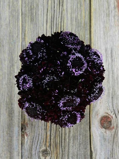 BLACKBERRY SCOOP BURGUNDY SCABIOSA